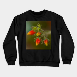 Echeveria Emerging Crewneck Sweatshirt